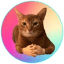 Cat Wif Hands icon