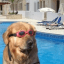 doginthpool icon