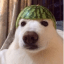 Melon Dog icon