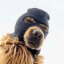 Ski Mask Dog icon